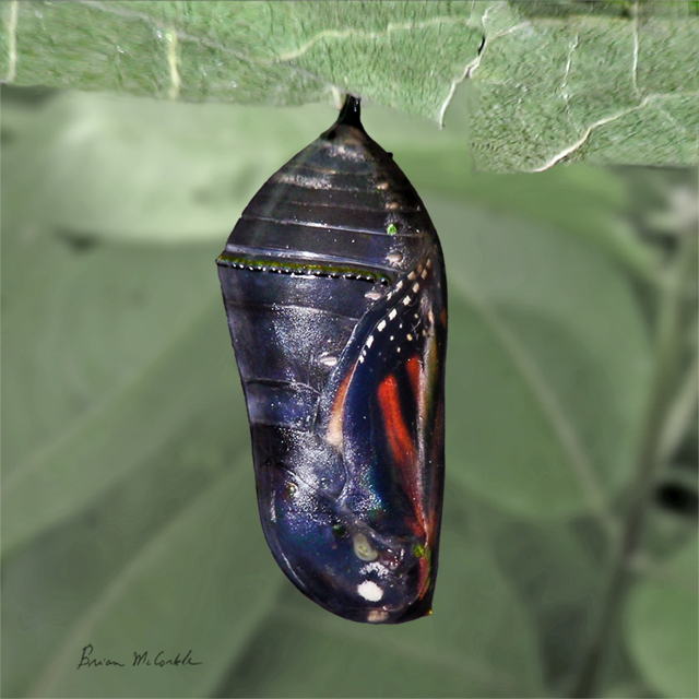 (image for) Monarch Black Chrysalis